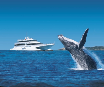 Moreton Island: Tangalooma Day Trip & Whale Watching Cruise