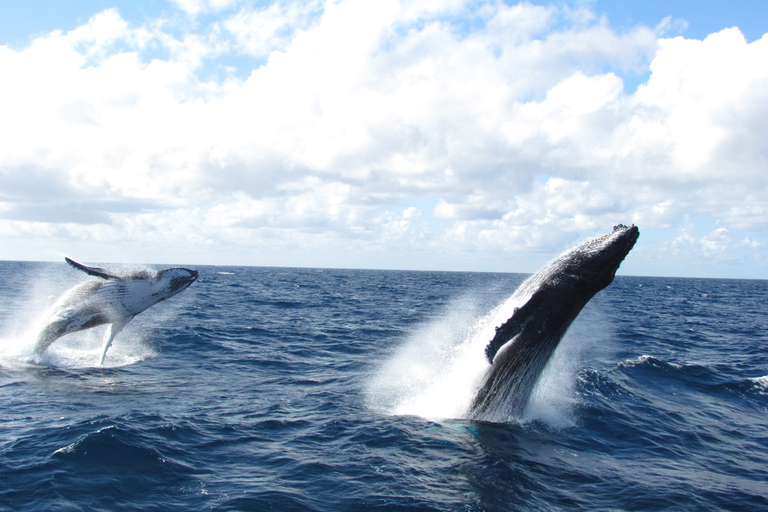 Moreton Eiland: Tangalooma Dagtrip &amp; Walvistour