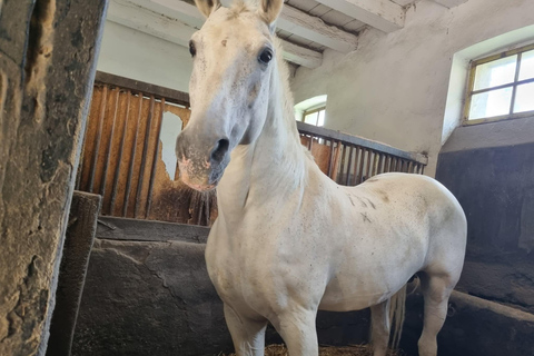 Brașov: Bear Sanctuary & Lipizzaner Horses Day Tour