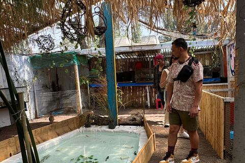 Xochimilco: Sanctuary of the Ajolote Axolotl