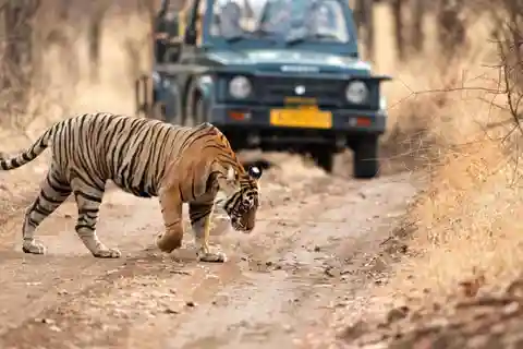 From Jaipur: Private Ranthambore Day Trip with Tiger Safari