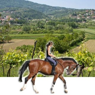 Horses and Vineyards