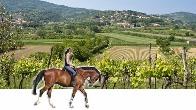 horses and vineyards