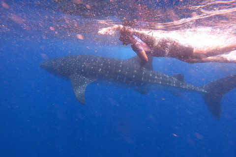 Swim with Whale Sharks from Cancun, Playa Del Carmen, Tulum