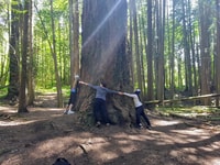 Visite mystique des forêts tropicales - Magique forestière - Housity