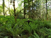Visite mystique des forêts tropicales - Magique forestière - Housity