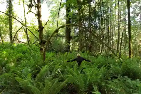 Passeio pela floresta tropical mística - Magia na floresta