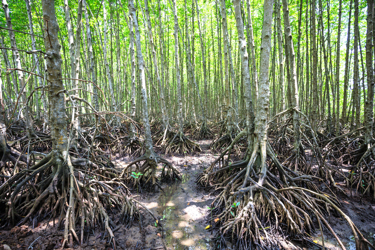 Ab Ho-Chi-Minh-Stadt: Privattour im Mangrovenwald Vam Sat