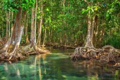 Excursão Privada Vam Sat Mangrove Forest a partir de Ho Chi Minh City
