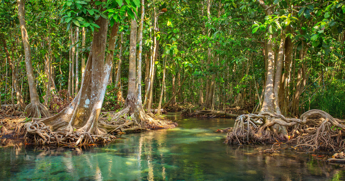 vam-sat-mangrove-forest-getyourguide