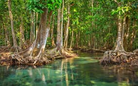 Vam Sat Mangrove Forest Private Tour from Ho Chi Minh City