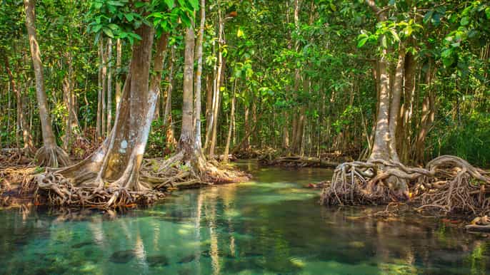 vam sat mangrove forest private tour from ho chi minh city