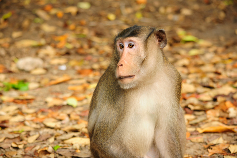 Vam Sat Mangrove Forest Private Tour from Ho Chi Minh City