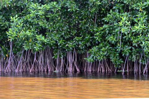 Visite privée de la forêt de mangroves de Vam Sat au départ d'Ho Chi Minh-Ville