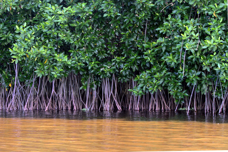 Visite privée de la forêt de mangroves de Vam Sat au départ d'Ho Chi Minh-Ville