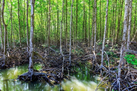 Ab Ho-Chi-Minh-Stadt: Privattour im Mangrovenwald Vam Sat