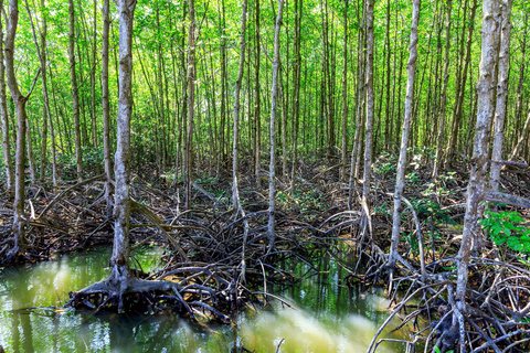 Visite privée de la forêt de mangroves de Vam Sat au départ d'Ho Chi Minh-Ville