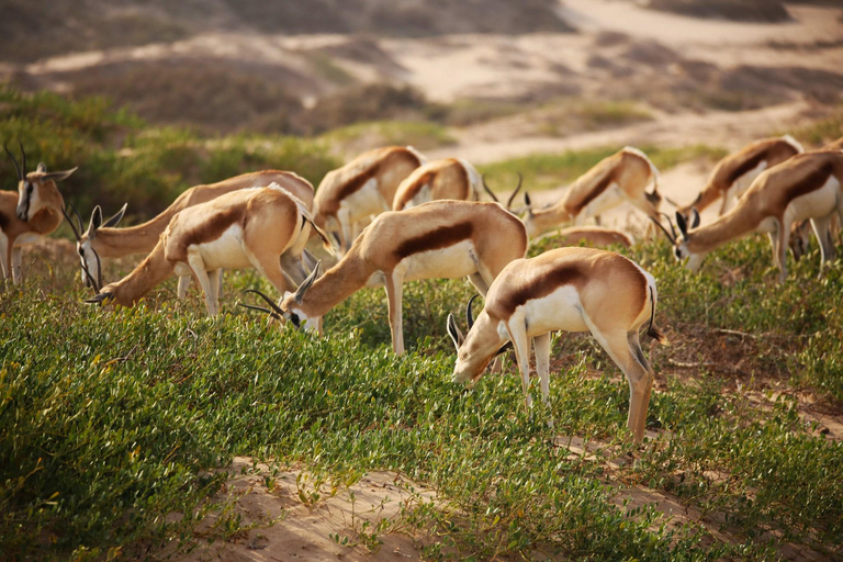 From Swakopmund: Sandwich Harbour Guided Tour