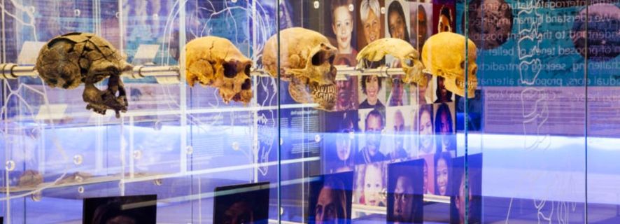 Cradle of Humankind: Shared Half-Day Tour
