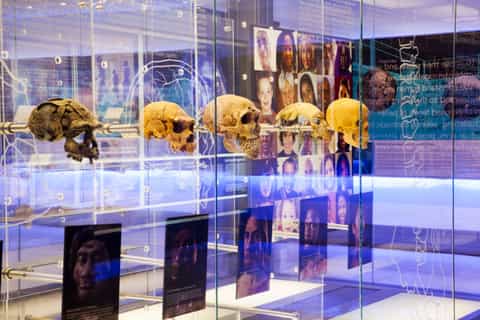 Cradle of Humankind: Shared Half-Day Tour