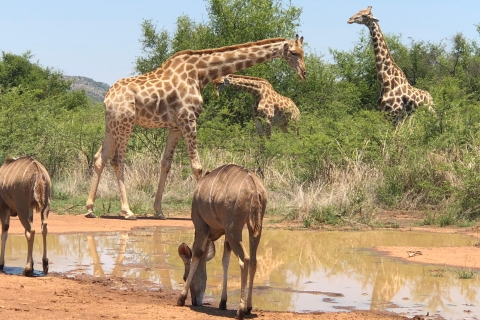 Johannesburg: Pilanesberg National Park Safari met lunchOpen en gesloten voertuigsafari met lunch
