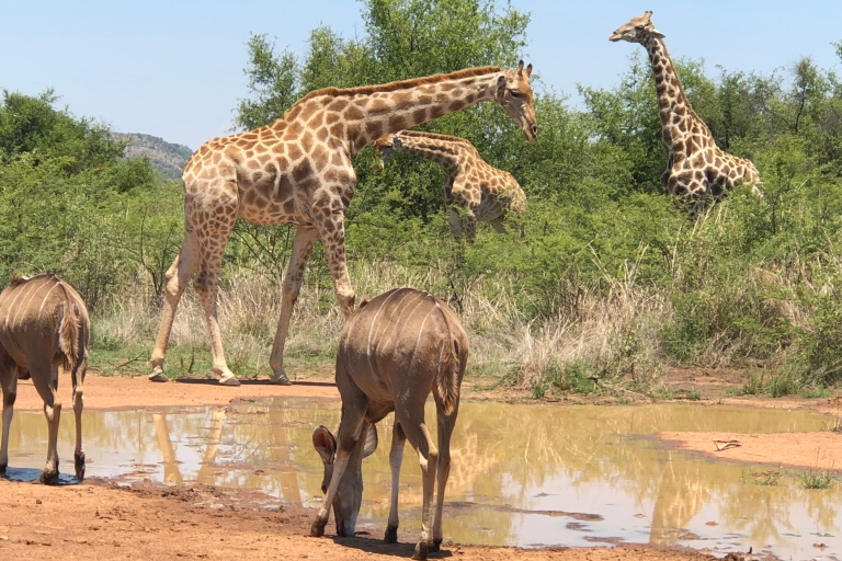 Johannesburg : Safari au parc national Pilanesberg, déjeunerSafari en véhicule ouvert et déjeuner au Pilanesberg Center