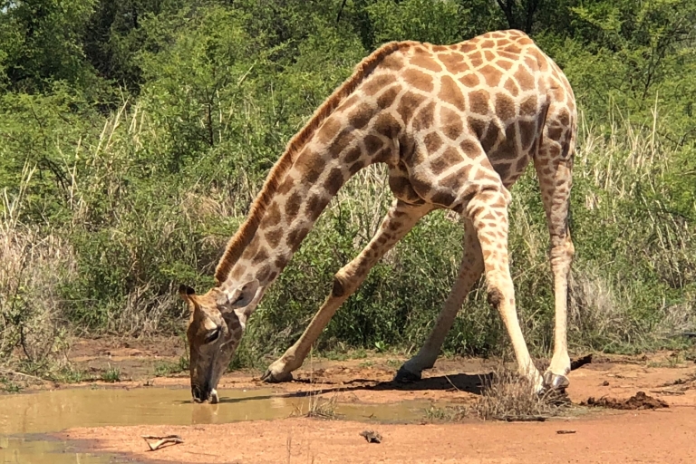 Johannesburgo: safari Parque Nacional Pilanesberg y almuerzoSafari en vehículo abierto con almuerzo Pilanesberg Center
