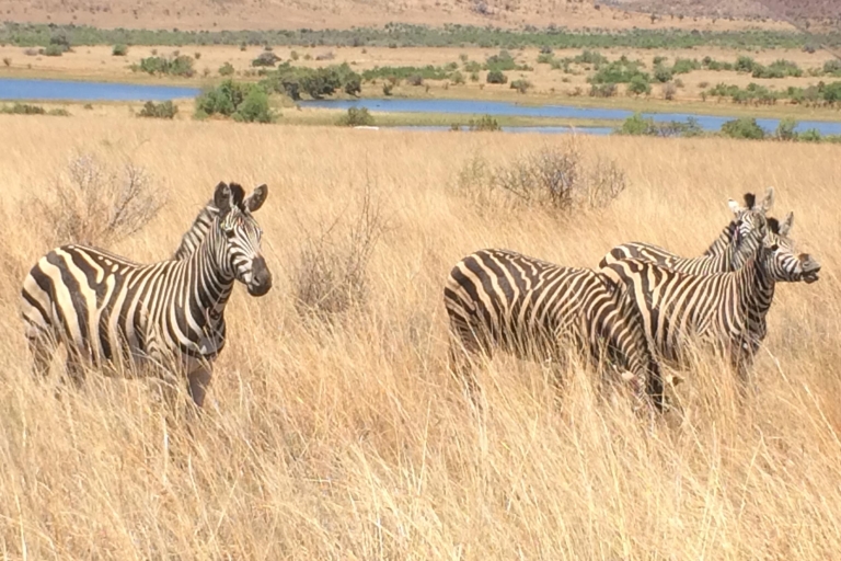 Johannesburg: Safari w Parku Narodowym Pilanesberg z lunchemZamknięte safari samochodowe z lunchem