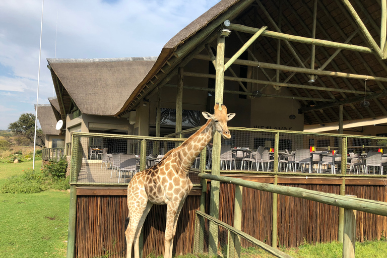 De Jo'burg: parc aux lions et berceau de l'humanité avec déjeuner