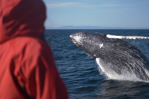 Akureyri: Goðafoss Waterfall and Whale Watching Tour