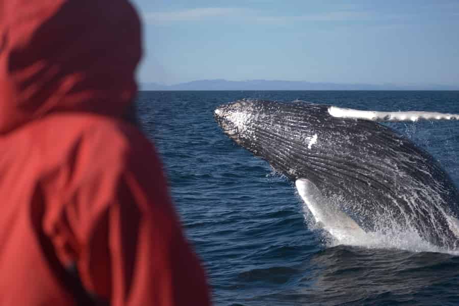 Akureyri: Goðafoss-Wasserfall und Whale Watching-Tour. Foto: GetYourGuide Akureyri: Goðafoss-Wasserfall und Whale Watching-Tour. Foto: GetYourGuide