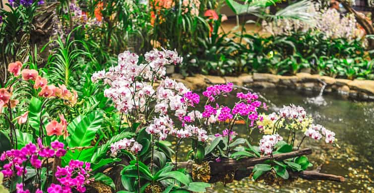 Singapore: National Orchid Garden Admission photo 3