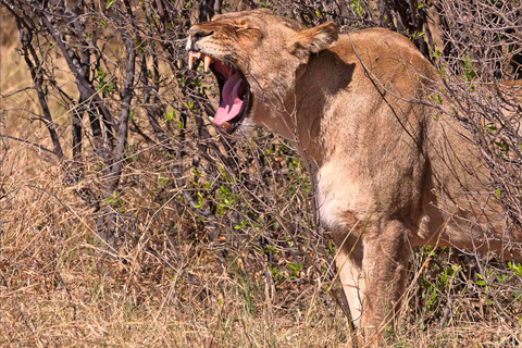 Från Victoriafallen: Dagsutflykt och safari i Hwange nationalpark