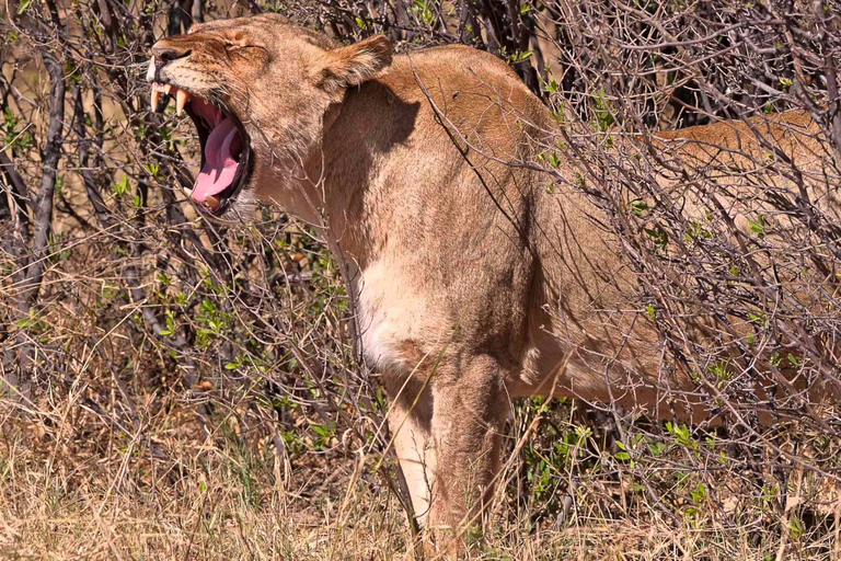 Depuis les chutes Victoria : Excursion et safari dans le parc national de HwangeDepuis les chutes Victoria : Excursion et safari d&#039;une journée dans le parc national de Hwange