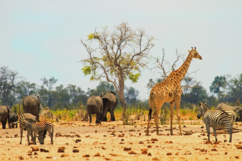 Vanuit Victoria Watervallen: Dagtrip &amp; Safari in het Hwange National Park