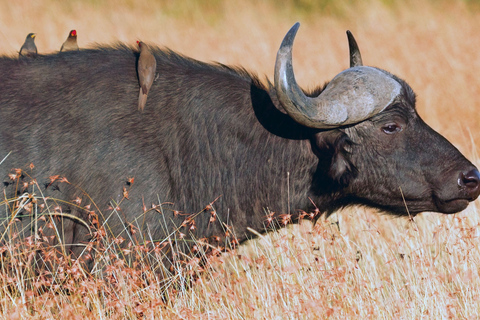 Från Victoriafallen: Dagsutflykt och safari i Hwange nationalpark