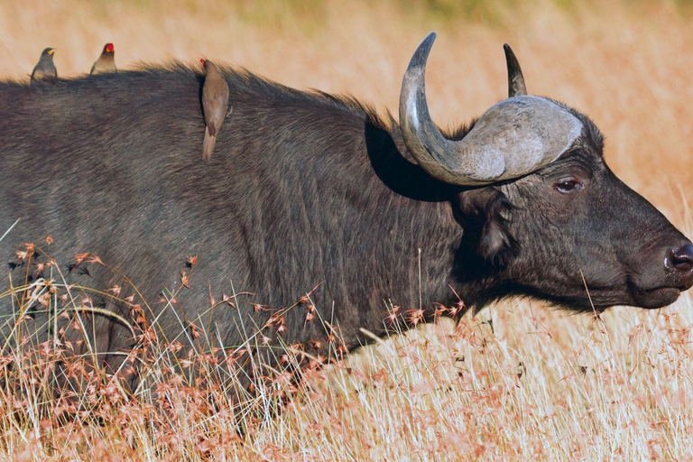 Från Victoriafallen: Dagsutflykt och safari i Hwange nationalpark