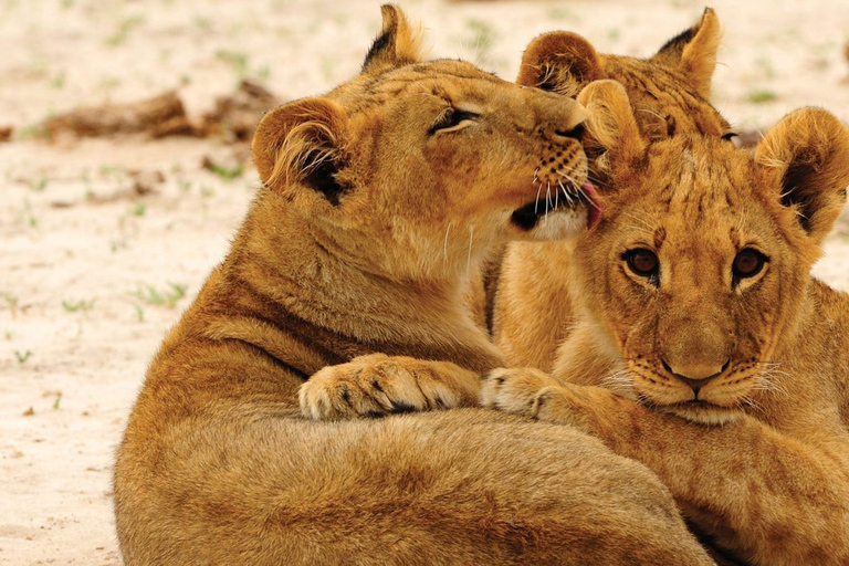 Depuis les chutes Victoria : Excursion et safari dans le parc national de HwangeDepuis les chutes Victoria : Excursion et safari d&#039;une journée dans le parc national de Hwange