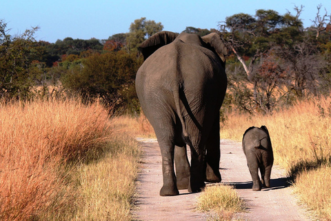 Vanuit Victoria Watervallen: Dagtrip &amp; Safari in het Hwange National Park