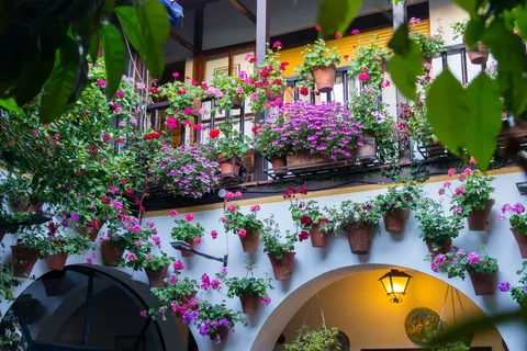 Guided tour in Spanish to the courtyards of Córdoba
