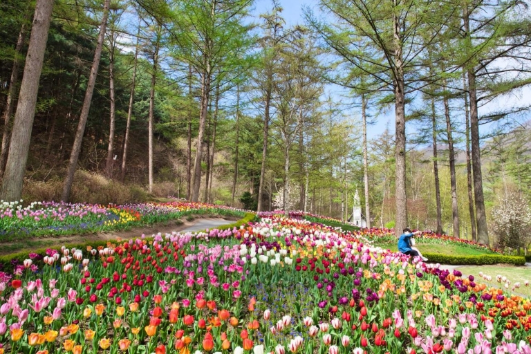 Depuis Séoul : Namiseom, Jardin du matin calme et vélorailUniversité de Hongik Namiseom et Jardin et vélorail.