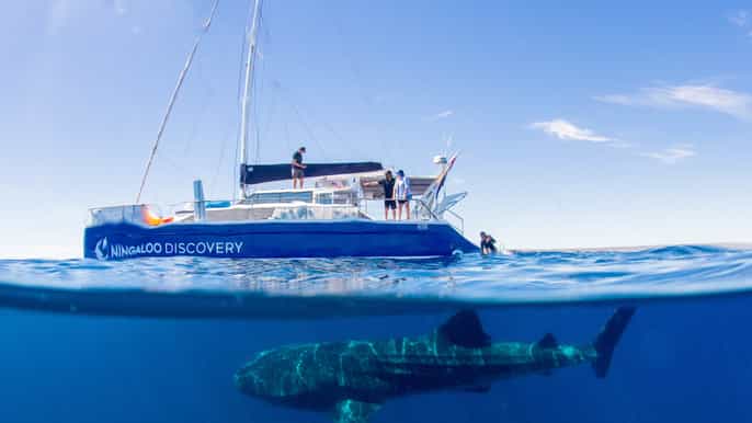 ningaloo whale shark swim ecotour
