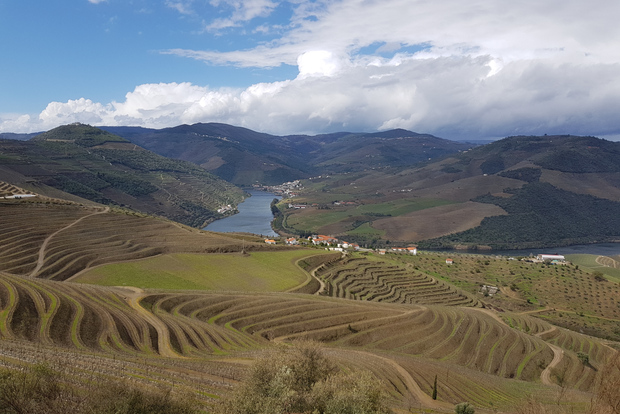Desde Oporto: tour vinícola por el valle del Duero con 3 bodegas y almuerzo