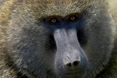 5 Days Bale National Park and Mountains Tour