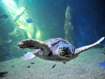 Cala Gonone: Cala Gonone Aquarium Toegangsbewijs