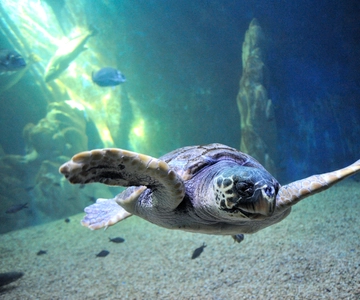Biglietto d'ingresso all'acquario di Cala Gonone