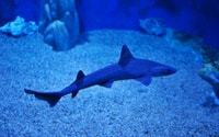 Cala Gonone, Cala Gonone Aquarium Entry Ticket - Housity