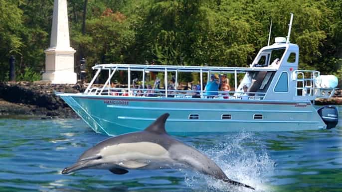 big island wild dolphin reef snorkel
