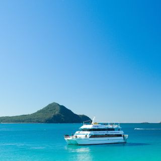 Port Stephens: Dolphin Watching Cruise & Boom Net Experience
