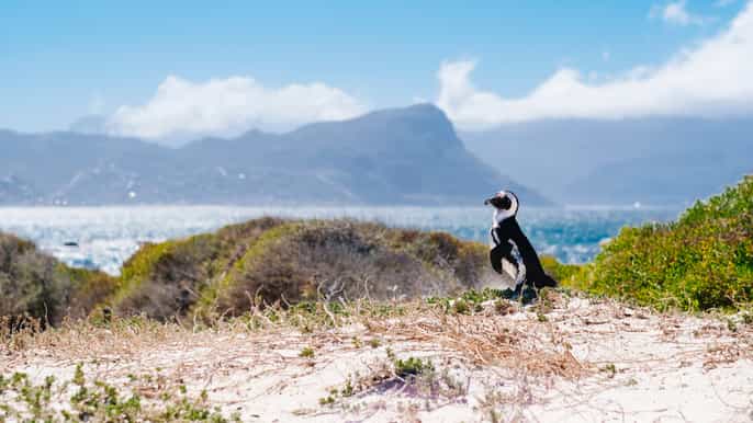 cape of good hope fullday private tour